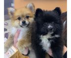 Pomeranian puppy 3 months, $1300 cost