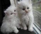 Male and female Persian kittens for adoption