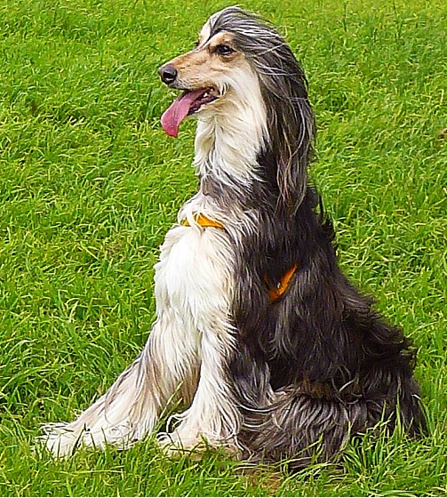 Afghan Hound Puppies South Australia