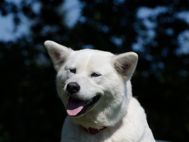 Akita Inu Puppies Sunshine Coast