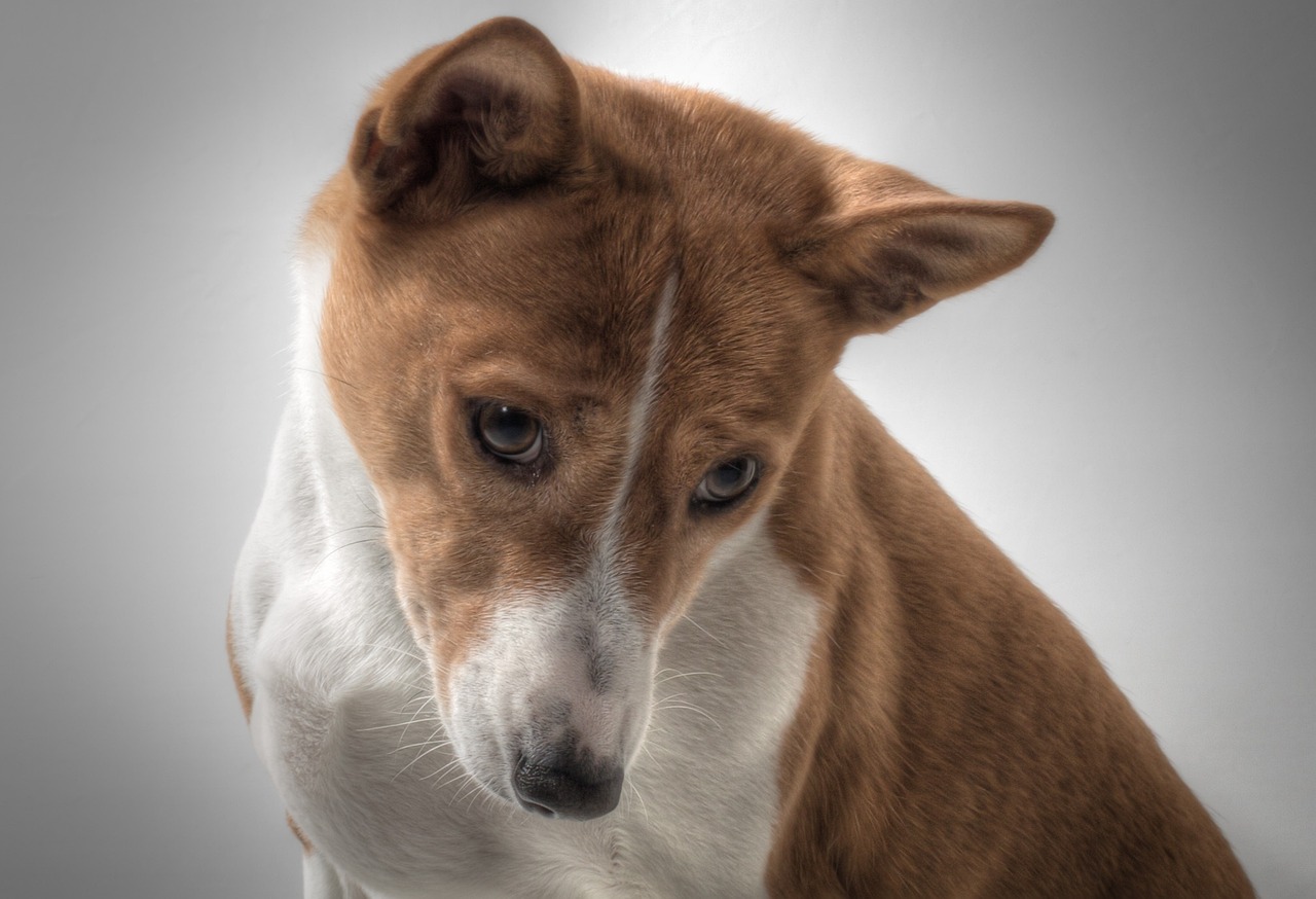 Basenji Puppies Canberra