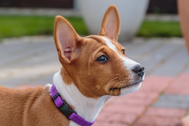 Basenji Puppies Tasmania