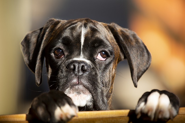 Boxer Puppies Victoria