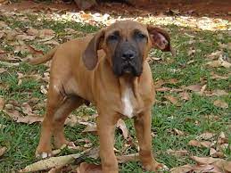 Fila Brasileiro Puppies Victoria