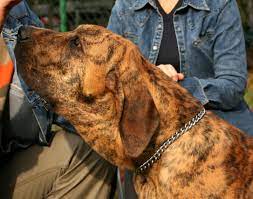 Fila Brasileiro Puppies Western Australia