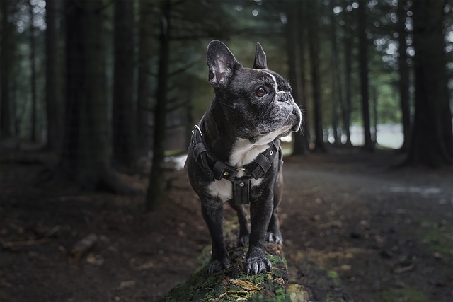 French Bulldog Puppies NSW