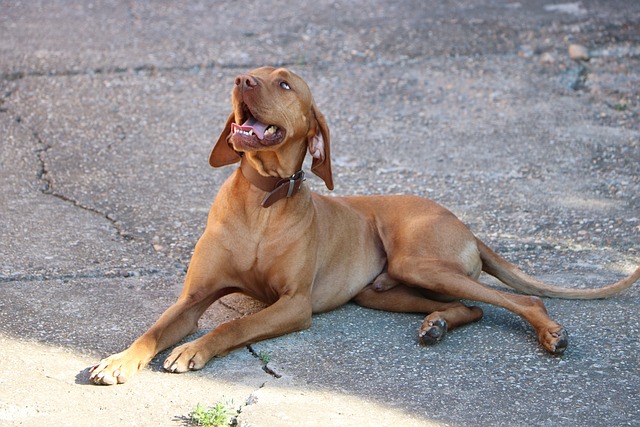 Vizsla Puppies Brisbane